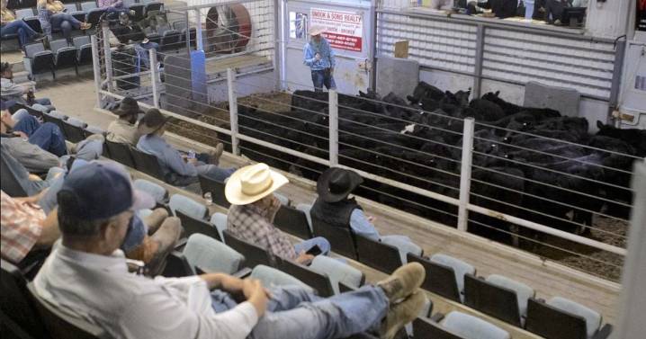 Wyoming ranchers call for help as Trump turns to Argentine beef imports