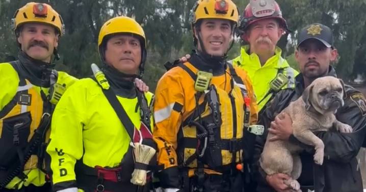 Firefighters rescue stranded pup from rising floodwaters in Southern California