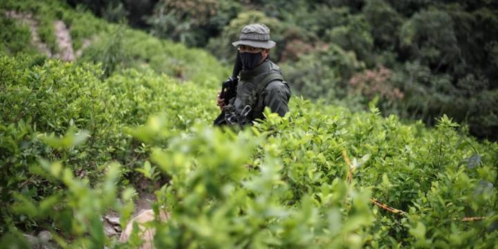 ONU denunció que la producción de cocaína en Colombia se calcula con indicadores obsoletos: “No es suficiente”