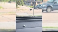 Dog Mom Scours Texas Streets For Scraps To Feed Her Puppies Until A Rescuer Steps In