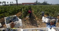 Cómo vive y cuánto gana un temporero migrante: Luces y sombras del boom frutícola