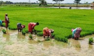 TN farmers cry foul as cooperative societies restrict crop loans below Rs 2 lakh limit