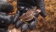Heavy winds and rough seas in Central Florida push vulnerable sea turtles ashore