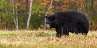 DEEP warns residents about conflicts with black bears