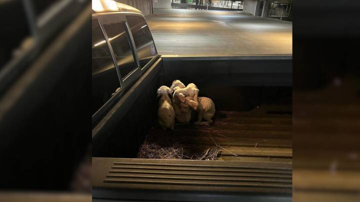 Georgia Man Hears Whimpers In Parking Garage, Then Finds Four Starving Puppies In His Truck