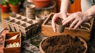 The Colorful, Low-Maintenance Flower That Beginner Gardeners Should Grow In Pots