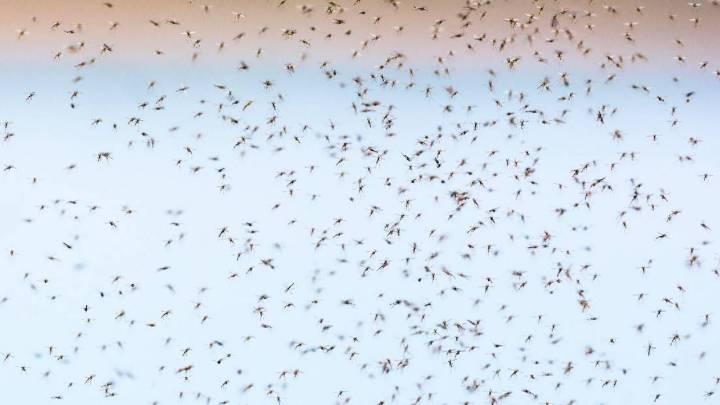 Reportan nuevo mosquito invasor en Yucatán que puede provocar dengue, chikungunya, Zika y fiebre amarilla