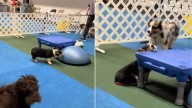 New Jersey Woman Brings Her Shy Dog To Puppy Event, But Things Don’t Go As Planned