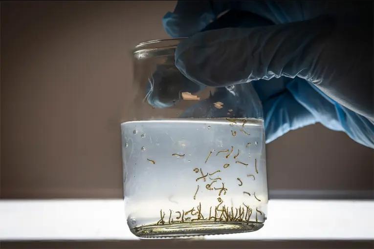 Salud instó a eliminar criaderos del mosquito del dengue tras las últimas lluvias