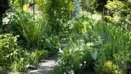 Fill Your Shady Garden With Color With A Popular Easy