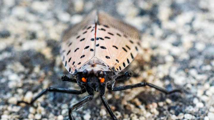 Lanternfly, an invasive insect that threatens crops, found in Iowa