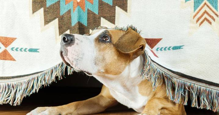 Anyone with a dog advised to 'take action' before November 5