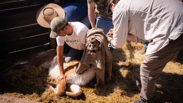 Las claves del proyecto que busca repoblar al guanaco en la cordillera de la Región Metropolitana
