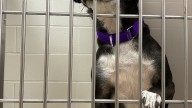 San Diego Humane Society’s El Cajon Campus at 248% capacity
