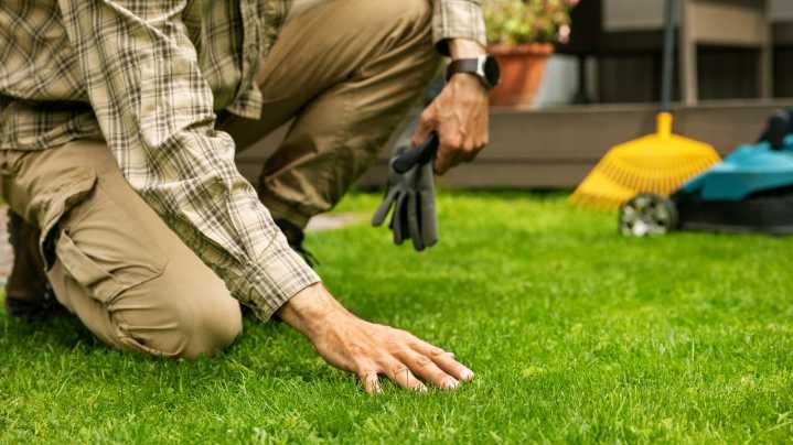 Homeowner Concerned As Mysterious Lawn Growth Chokes Out Surrounding Grass: 'Not Good'