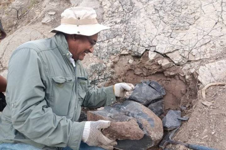 Hallazgo de restos fósiles de ictiosaurio marca hito en la paleontología venezolana