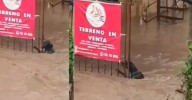 Perrito desafía la fuerza del agua y se aferra a la vida en medio de las inundaciones en Veracruz