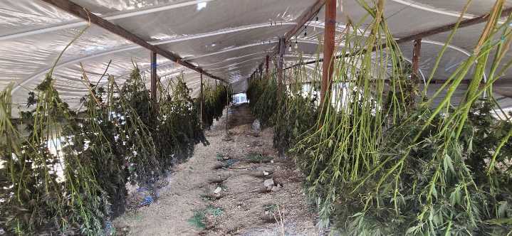 California’s Cannabis Task Force Seizes and Eradicates Over $222 Million in Illegal Cannabis in Q3 2025
