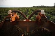 EU deforestation law proposal frustrates Brazilian exporters, Rabobank says