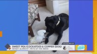 Pet Pics: Sweet Pea & Copper are the bestest of friends