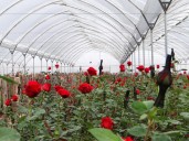 Las rosas de Colombia, orgullo nacional que conquista el mundo