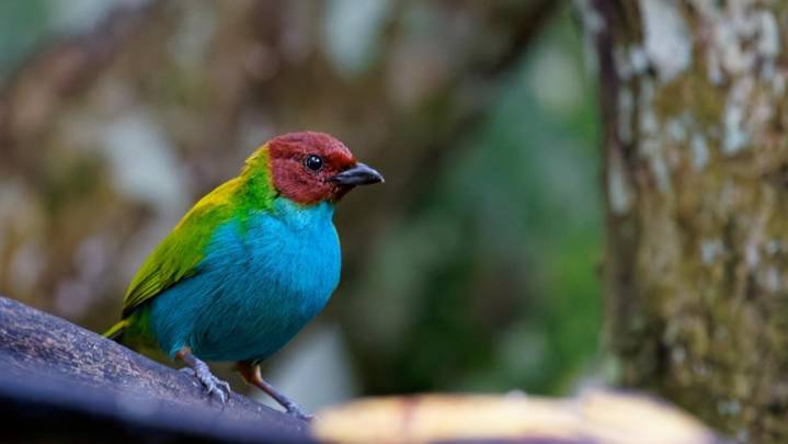 SA Reaffirms Global Biosecurity Commitment at WOAH Threat Reduction Summit