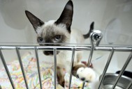 Professing Faith: Cats have played a vital role in religion