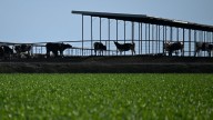 El Departamento de Trabajo advierte que las deportaciones masivas podrían elevar los precios de los alimentos en el país