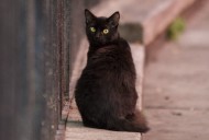 Terrassa suspende hasta después de Halloween la adopción de gatos negros para evitar rituales