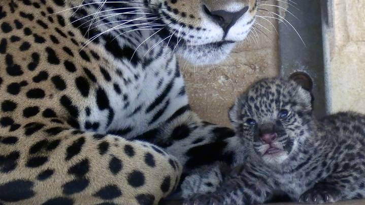 November events planned for debut of Alexandria Zoo's jaguar cub