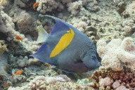 Experto confirma llegada de nueva especie marina a las costas venezolanas