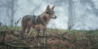 El mito del lobo feroz se derrumba: son animales que tienen terror a los seres humanos