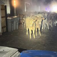 Cows roam Boise streets, causing early morning commotion