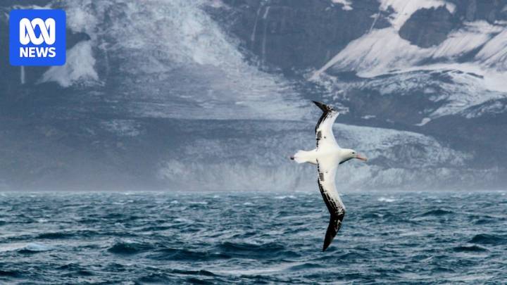 Deadly H5 strain of bird flu suspected on sub-Antarctic Heard Island in the Southern Ocean