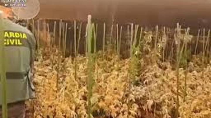 Desmantelada una plantación ‘indoor’ con 300 plantas marihuana en Sotillo de la Adrada (Ávila)