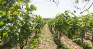 Denuncian a Freixenet en Querétaro por abusos laborales
