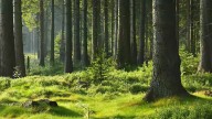 Indore-Khandwa GC Project: REC Clears 454 Hectare Of Forest Land For Gauge Conversion