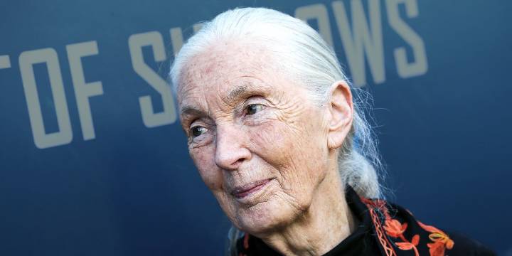 The House Where Jane Goodall Lived All Her Life
