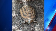 Police seeking public assistance for stolen tortoises