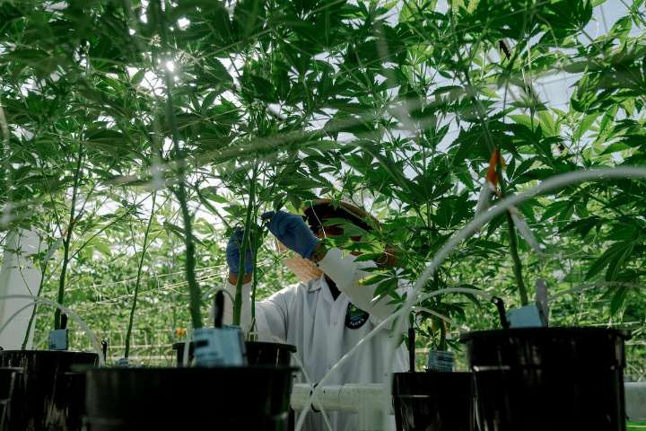 El Gobierno aprueba el uso del cannabis medicinal: solo en hospitales y recetado por especialistas