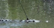 Officials search for crocodile with spear in head in Florida Keys