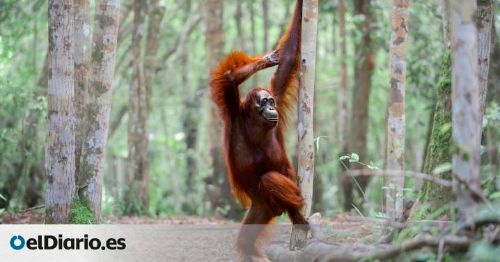 Un orangután haciendo 'pole dance', focas muy relajadas y un ave con permanente: las mejores fotos cómicas de la naturaleza