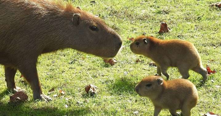 Two capybara pups were born at the Cape May County Park & Zoo