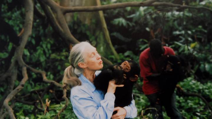 Muere Jane Goodall, experta mundial en chimpancés, a los 91 años