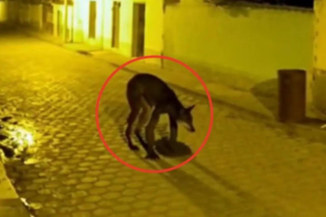 Video: Captan supuesta transformación de un nahual en Veracruz