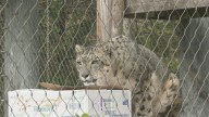 Lake Superior Zoo Welcomes Visitors For International Snow Leopard Day