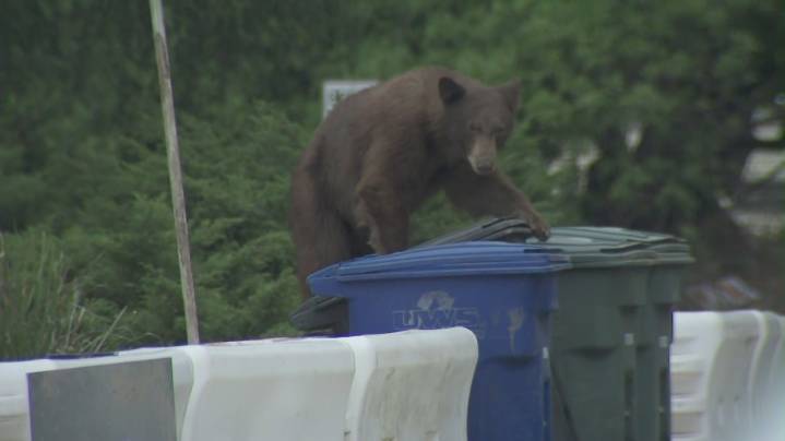 WATCH: Bear grabs a bite to eat behind KTLA reporter
