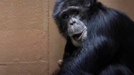 Zoo Knoxville chimpanzee recovering after possible first-of