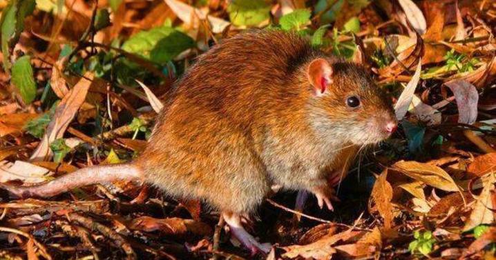 Rodents won't dare come near your garden in autumn if you sprinkle 1 ingredient