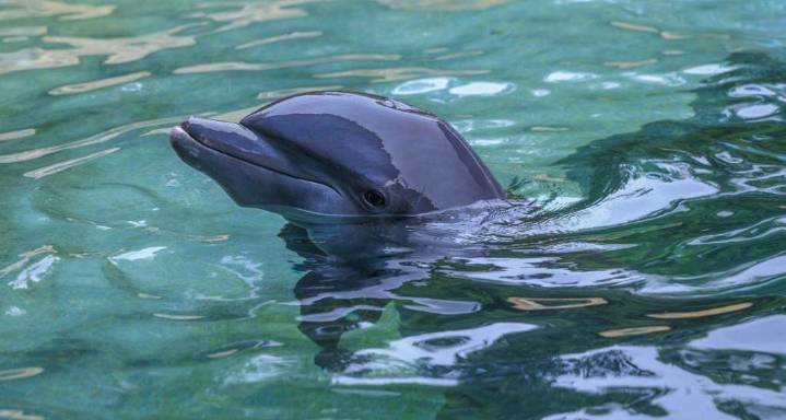 No dolphins in Miami Seaquarium’s future, but there will be an aquarium